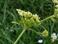 Apium graveolens