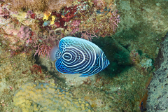 Pomacanthus imperator