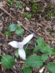 Codonorchis lessonii