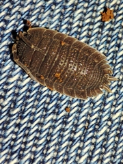 Porcellio echinatus