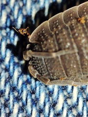 Porcellio echinatus