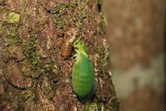 Glaucopsaltria viridis