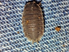 Porcellio echinatus