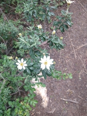 Chiliotrichum diffusum