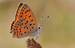 Lycaena ochimus