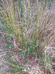 Marsippospermum grandiflorum