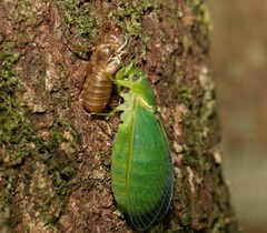 Glaucopsaltria viridis