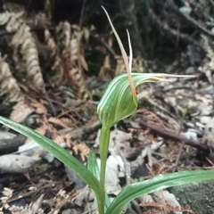 Pterostylis banksii