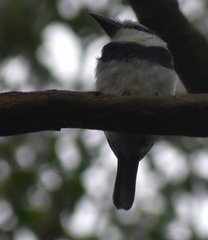 Notharchus hyperrhynchus