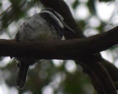 Notharchus hyperrhynchus