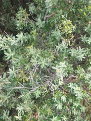 Chiliotrichum diffusum