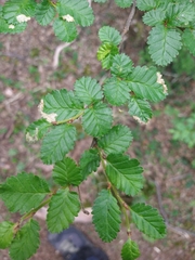 Nothofagus pumilio