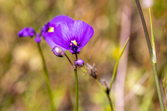 Utricularia dichotoma