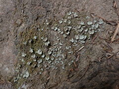 Peltigera venosa