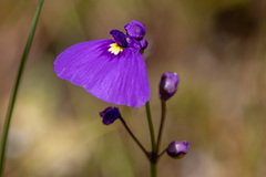 Utricularia dichotoma