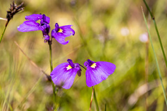 Utricularia dichotoma