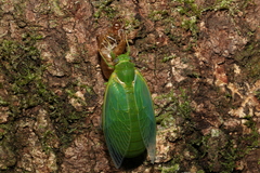Glaucopsaltria viridis