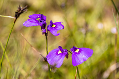 Utricularia dichotoma