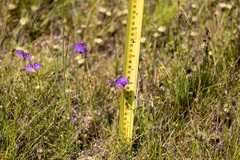 Utricularia dichotoma