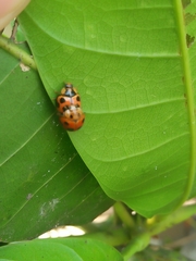 Coelophora inaequalis