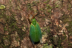 Glaucopsaltria viridis