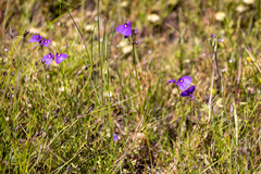 Utricularia dichotoma