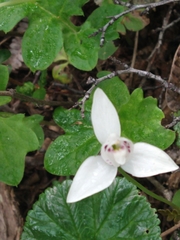 Codonorchis lessonii
