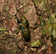 Chlorocysta vitripennis