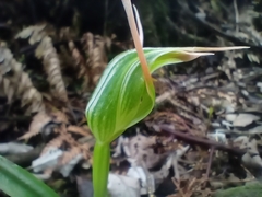 Pterostylis banksii