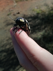 Sternocera orissa orissa
