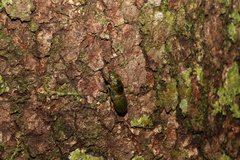Chlorocysta vitripennis