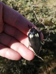 Sternocera orissa orissa