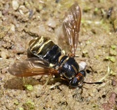 Hermetia comstocki