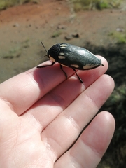 Sternocera orissa orissa