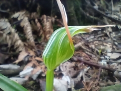 Pterostylis banksii