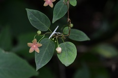 Ruehssia sumiderensis