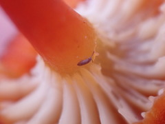 Collembola