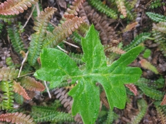 Macrachaenium gracile gracile