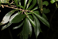 Symplocos harroldii