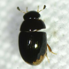 Cercyon praetextatus