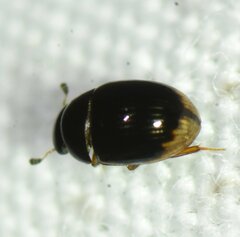 Cercyon praetextatus