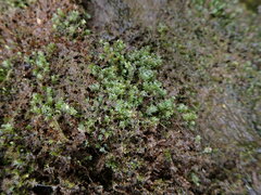 Fissidens