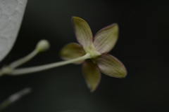 Ruehssia sumiderensis