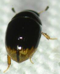 Cercyon praetextatus