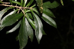 Symplocos harroldii