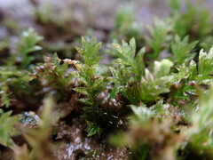 Fissidens