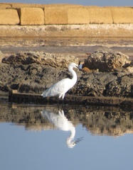 Egretta garzetta