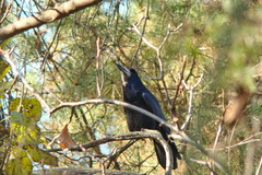 Corvus frugilegus