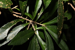 Symplocos harroldii