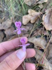 Dicerandra linearifolia
